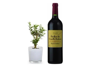 An olive plant & wine