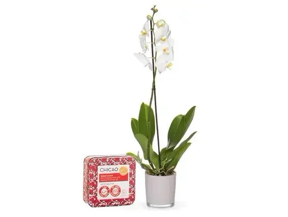 An Orchid plant & chocolate