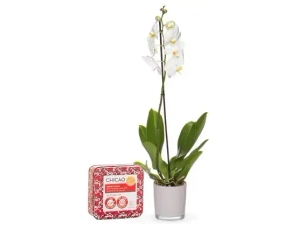 An Orchid plant & chocolate