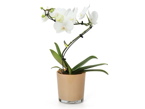 Orchid in a peach pot