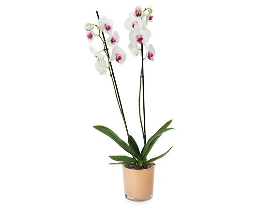 Charm orchid in a peach pot