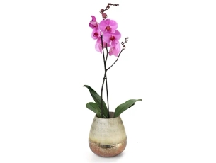 Orchid in a Vase