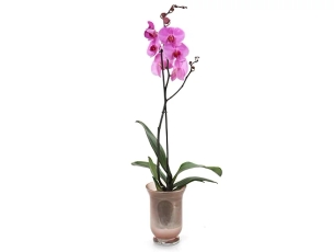 Orchid in a Glass pink pot