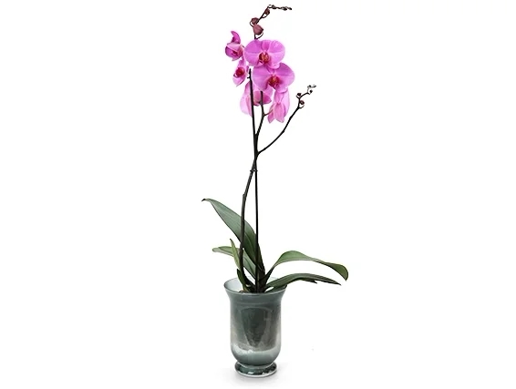 Orchid in a Glass gray pot