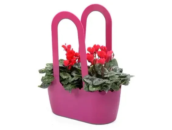 Cyclamen plant in a bag