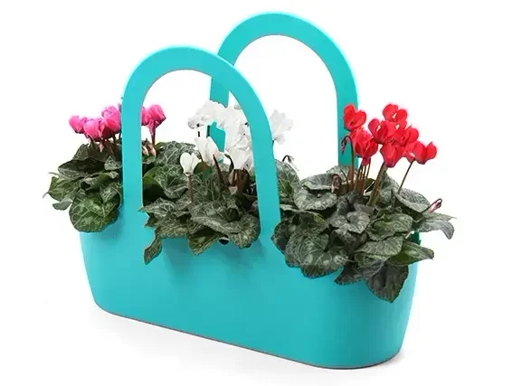 Three Cyclamen plant in a bag