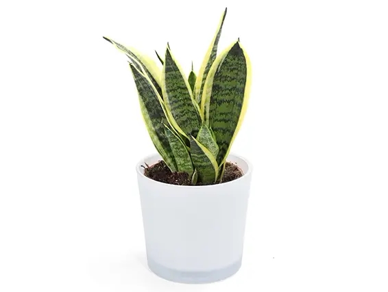 Diverse Sansevieria