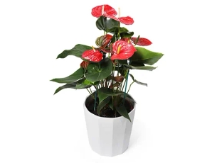Valentine's Day Plants Delivery ZER4U