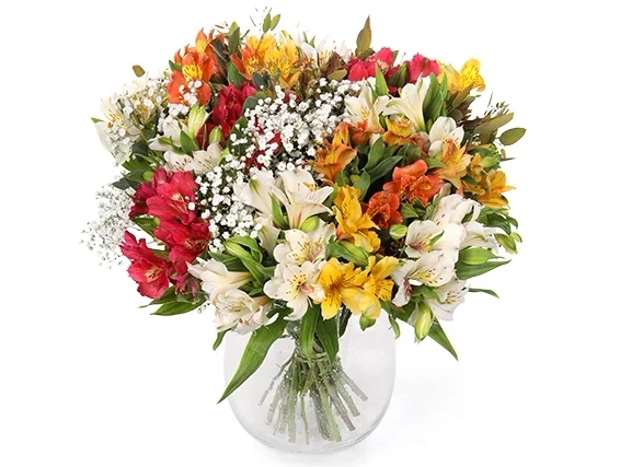 Alstromeria Flowers ZER4U