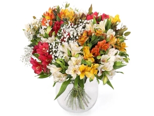 Alstromeria Flowers ZER4U
