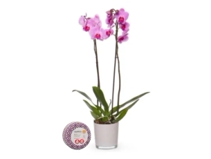 An Orchid plant & chocolate