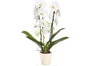 Amber Orchid (ceramics pot)