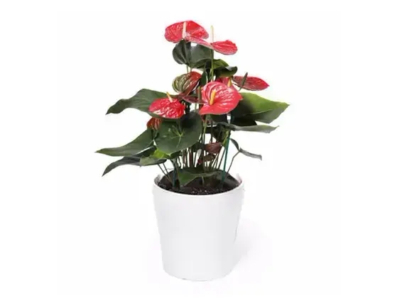 Anthurium Casanova plant