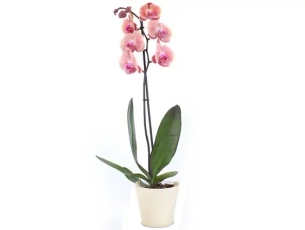 Diamond Orchid (ceramics pot)