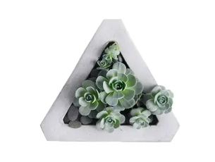 Succulent Plants  ZER4U