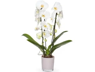 orchid plants ZER4U IZRAEL