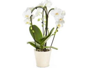 Fontano orchid (ceramics pot)