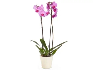 Charm Orchid (ceramics pot)